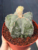Astrophytum Fukuyu – Seed Grown Collector Cactus (#362)