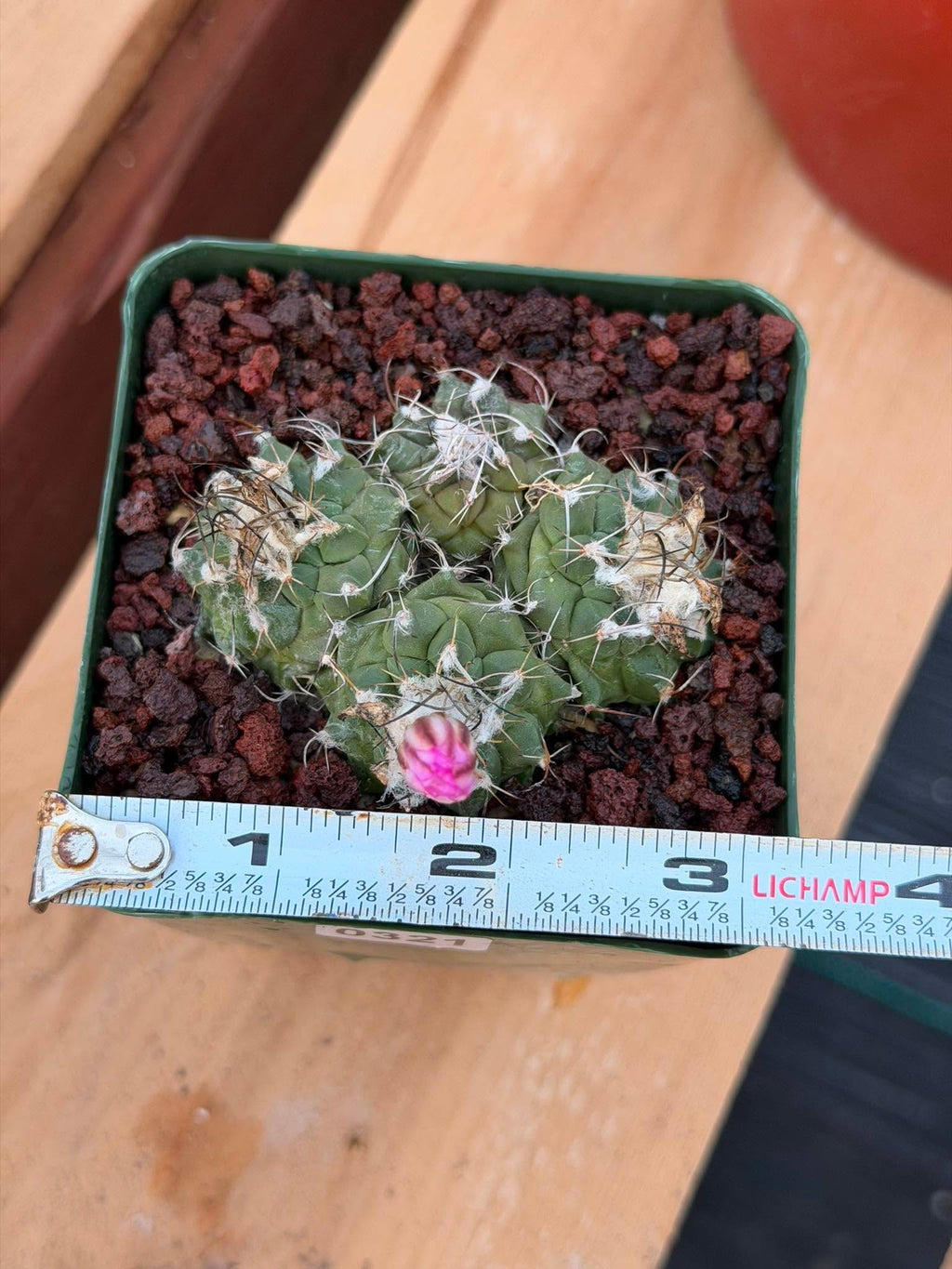 Turbinicarpus Cluster Seed‑Grown Rare Live Cactus #321 | Collector Specimen Plant | Succulent Houseplant