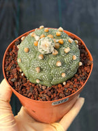 Astrophytum Kikko Turtle Form w/ Pup – White Flecks (#372)
