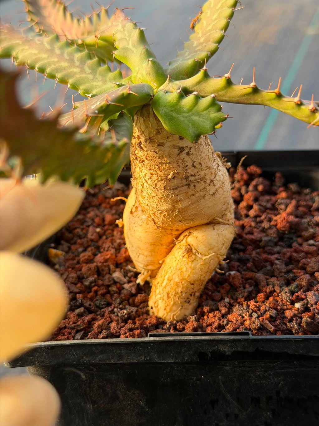 Euphorbia Microcantha #363 – Rare Collector Succulent