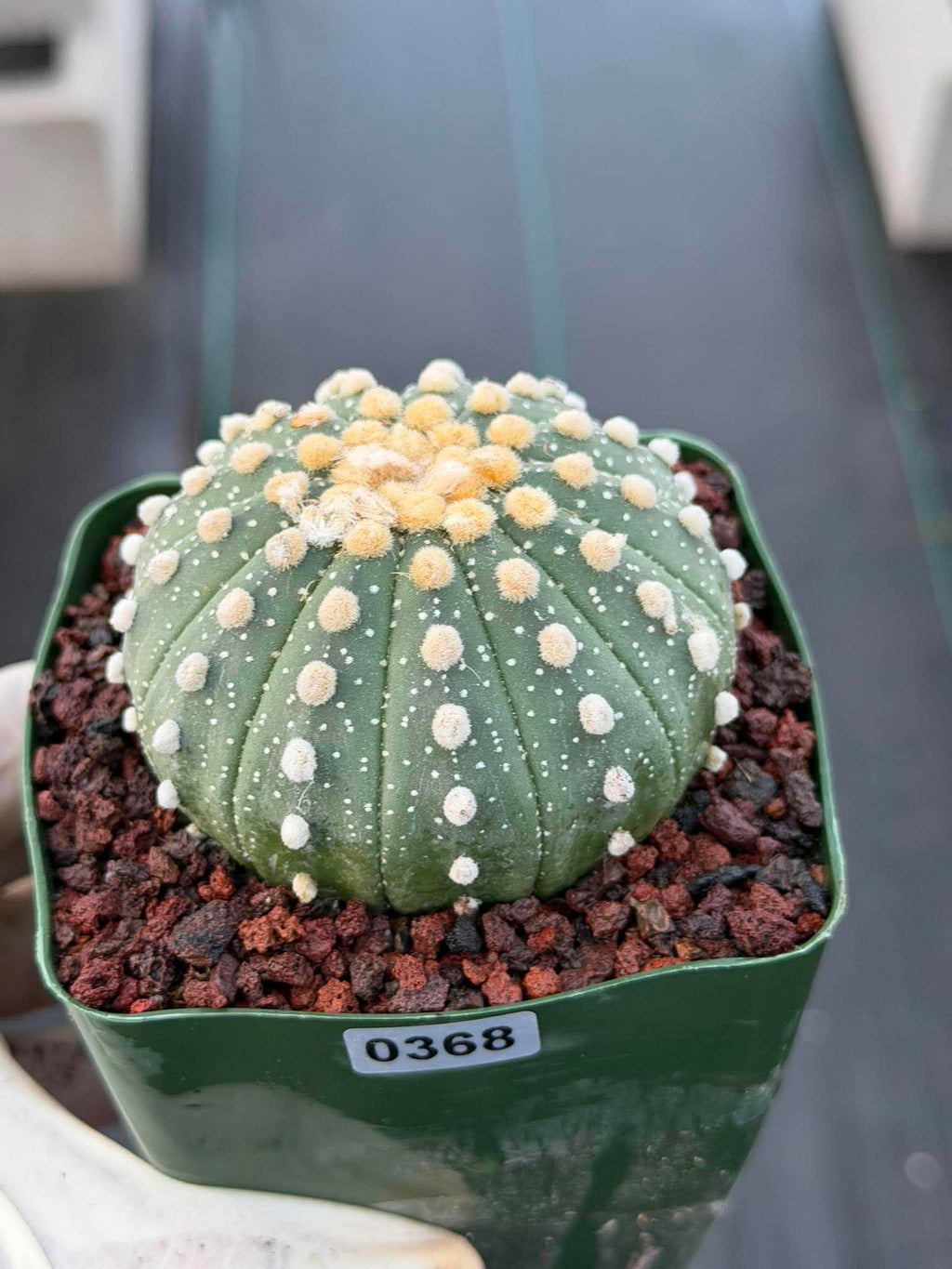 Astrophytum Asterias 13 Ribs — Rare Collector Specimen (#368)
