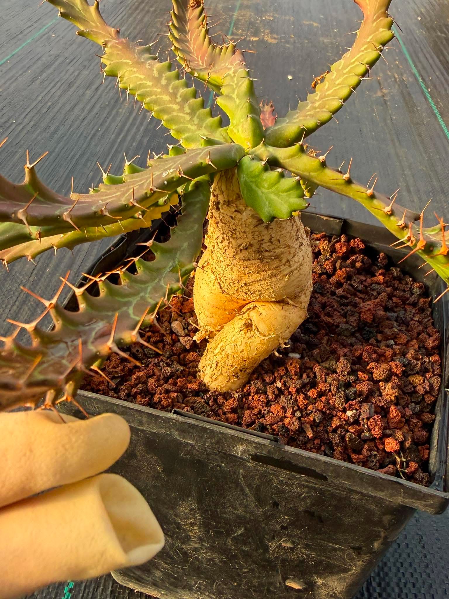 Euphorbia Microcantha #363 – Rare Collector Succulent