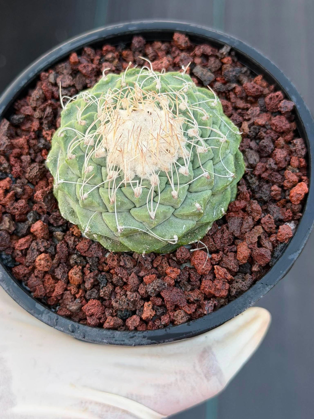 Strombocactus Seed‑Grown Rare Live Cactus #190 | Collector Specimen Plant | Succulent Houseplant