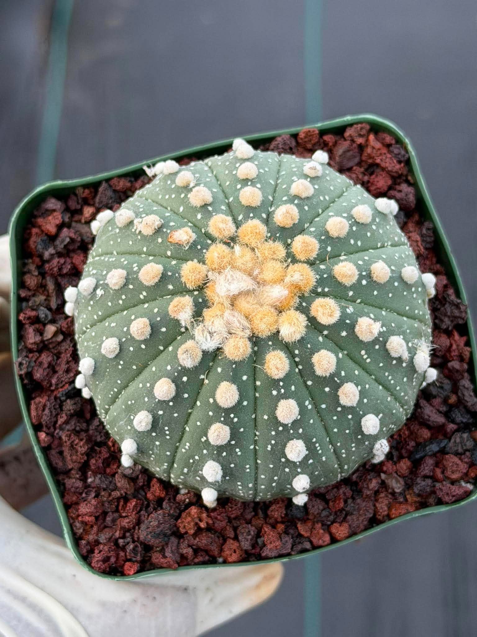 Astrophytum Asterias 13 Ribs — Rare Collector Specimen (#368)