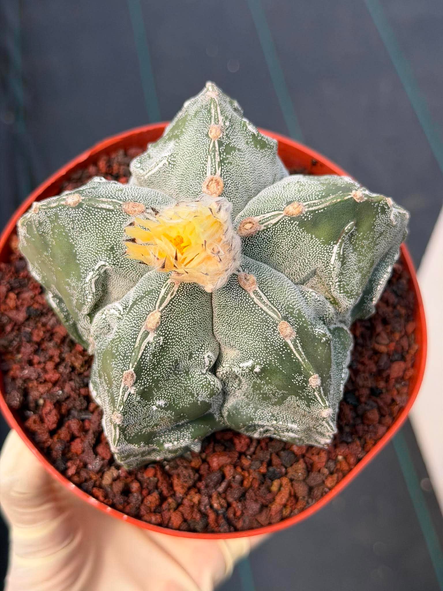 Astrophytum Fukuyu – Seed Grown Collector Cactus (#362)