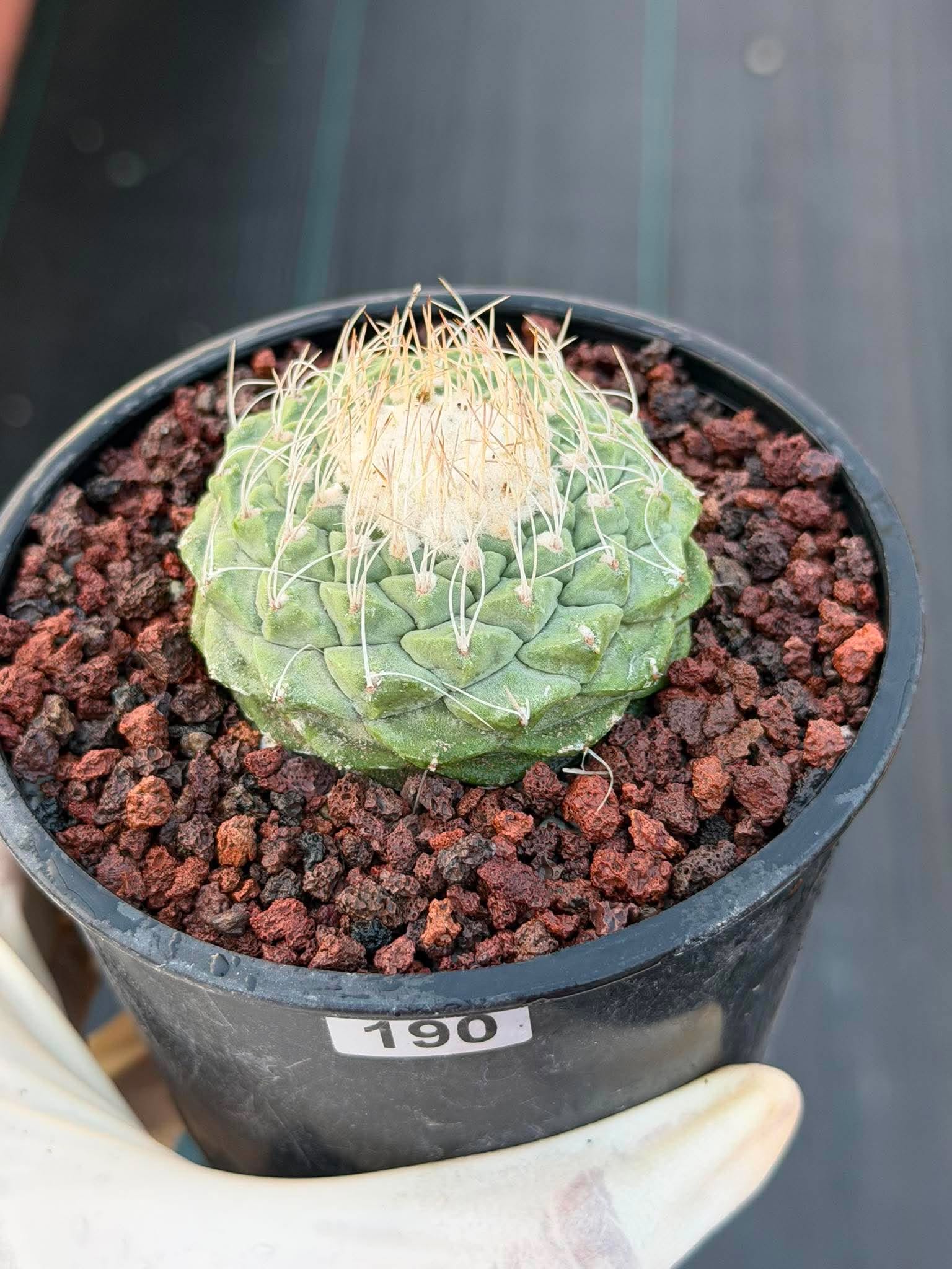 Strombocactus Seed‑Grown Rare Live Cactus #190 | Collector Specimen Plant | Succulent Houseplant