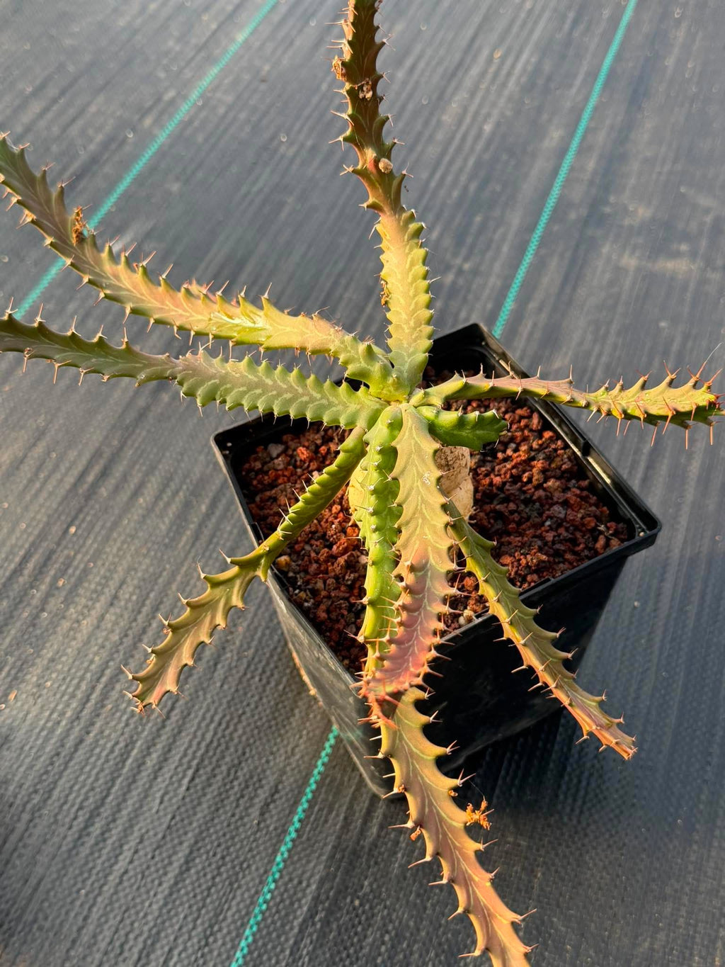 Euphorbia Microcantha #363 – Rare Collector Succulent