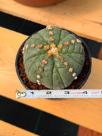 Astrophytum Asterias Fukuryu – Rare 14‑Rib Mutation Cactus