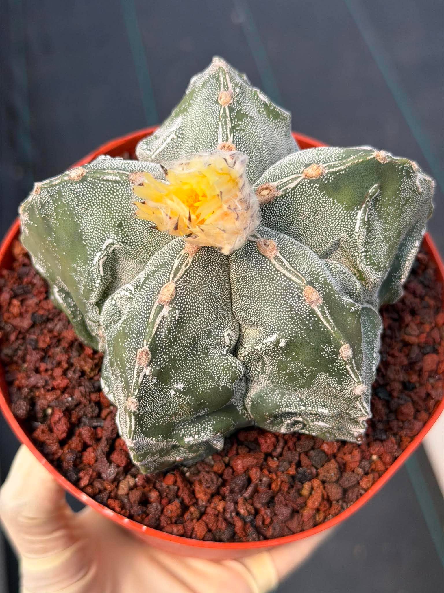 Astrophytum Fukuyu – Seed Grown Collector Cactus (#362)