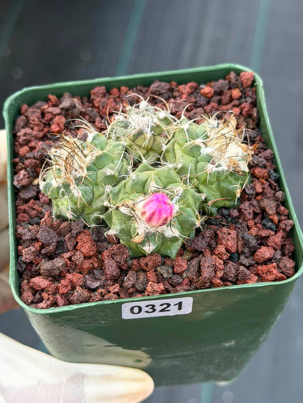 Turbinicarpus Cluster Seed‑Grown Rare Live Cactus #321 | Collector Specimen Plant | Succulent Houseplant