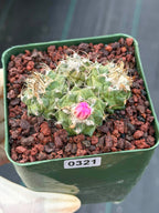 Turbinicarpus Cluster Seed‑Grown Rare Live Cactus #321 | Collector Specimen Plant | Succulent Houseplant