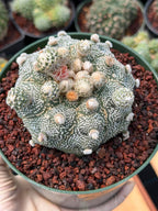 Astrophytum Asterias ‘Asteria’ w/Pups – Rare Collector Cactus #449