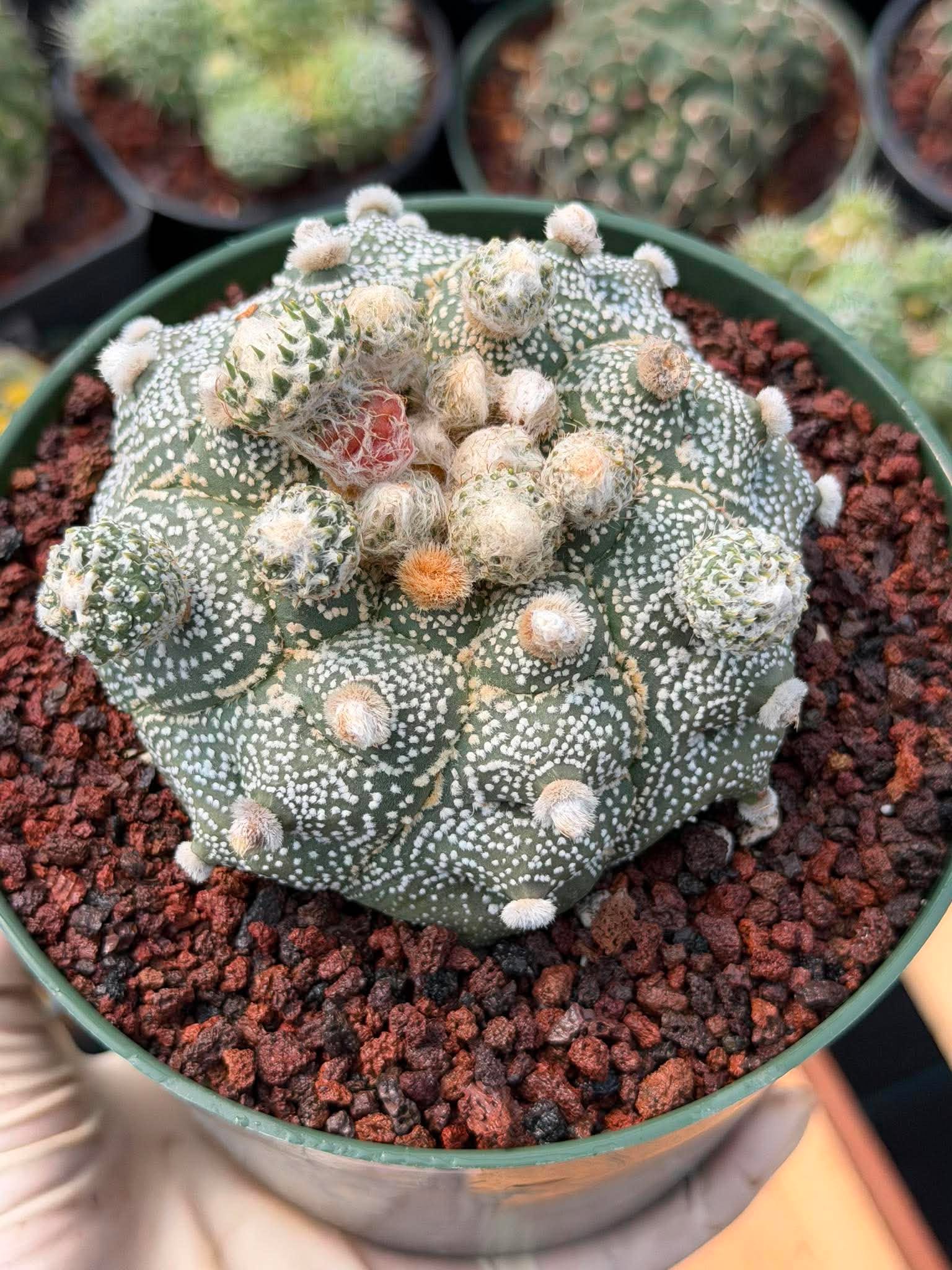 Astrophytum Asterias ‘Asteria’ w/Pups – Rare Collector Cactus #449