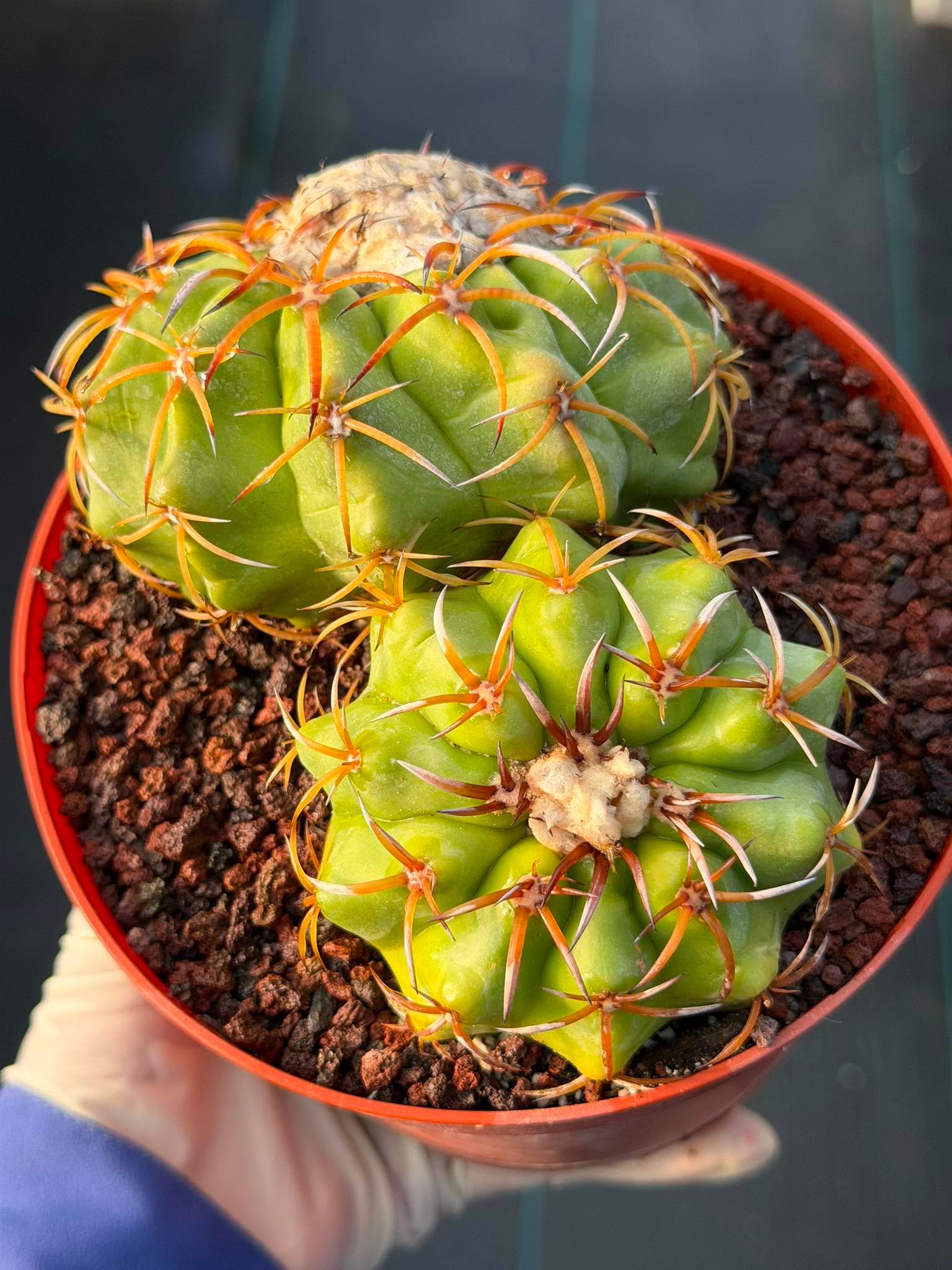 Discocactus Double‑Head #163 – Rare Seed‑Grown Live Cactus