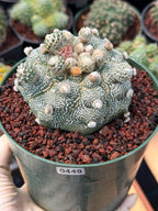 Astrophytum Asterias ‘Asteria’ w/Pups – Rare Collector Cactus #449