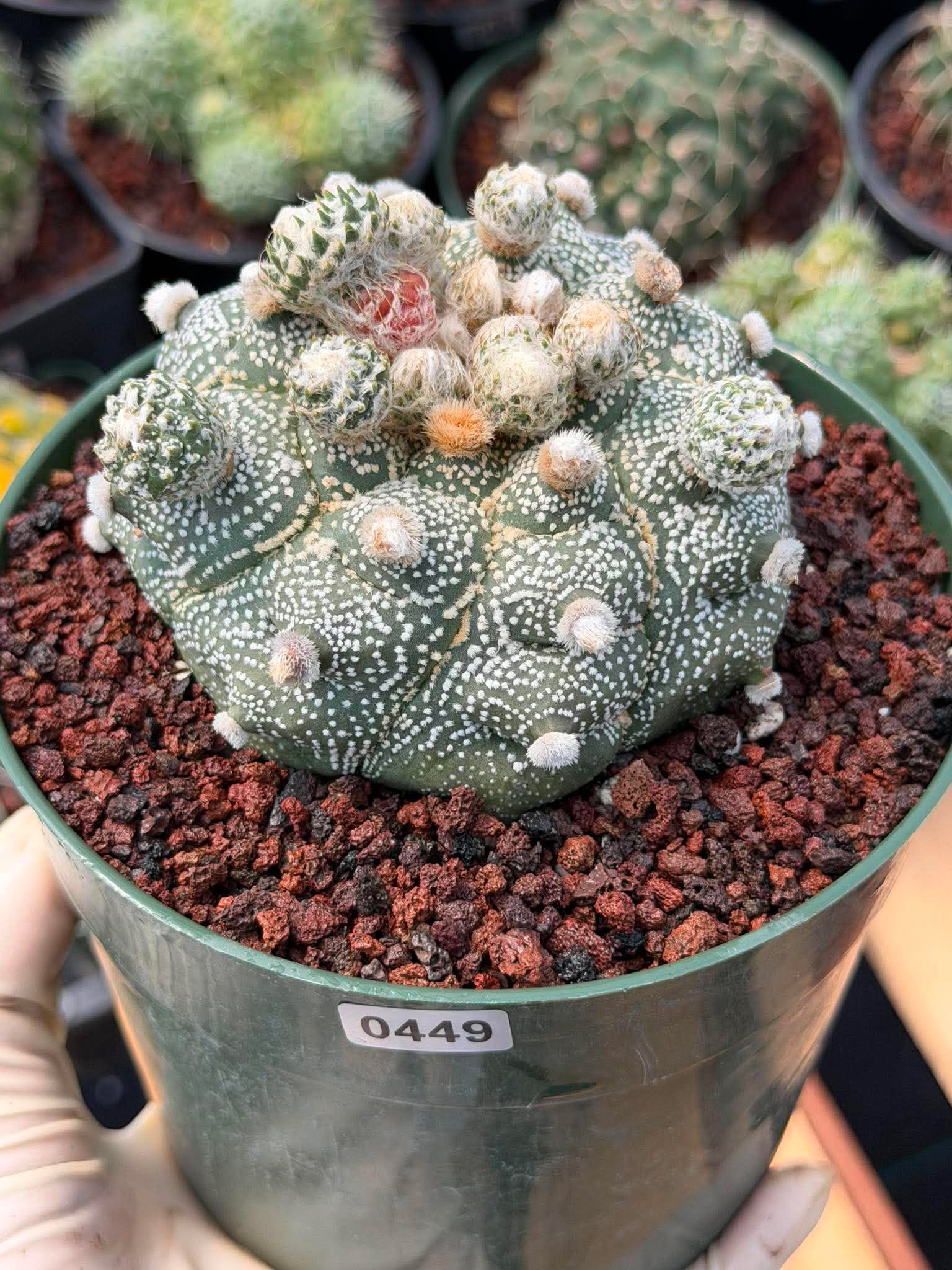 Astrophytum Asterias ‘Asteria’ w/Pups – Rare Collector Cactus #449