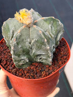 Astrophytum Fukuyu – Seed Grown Collector Cactus (#362)