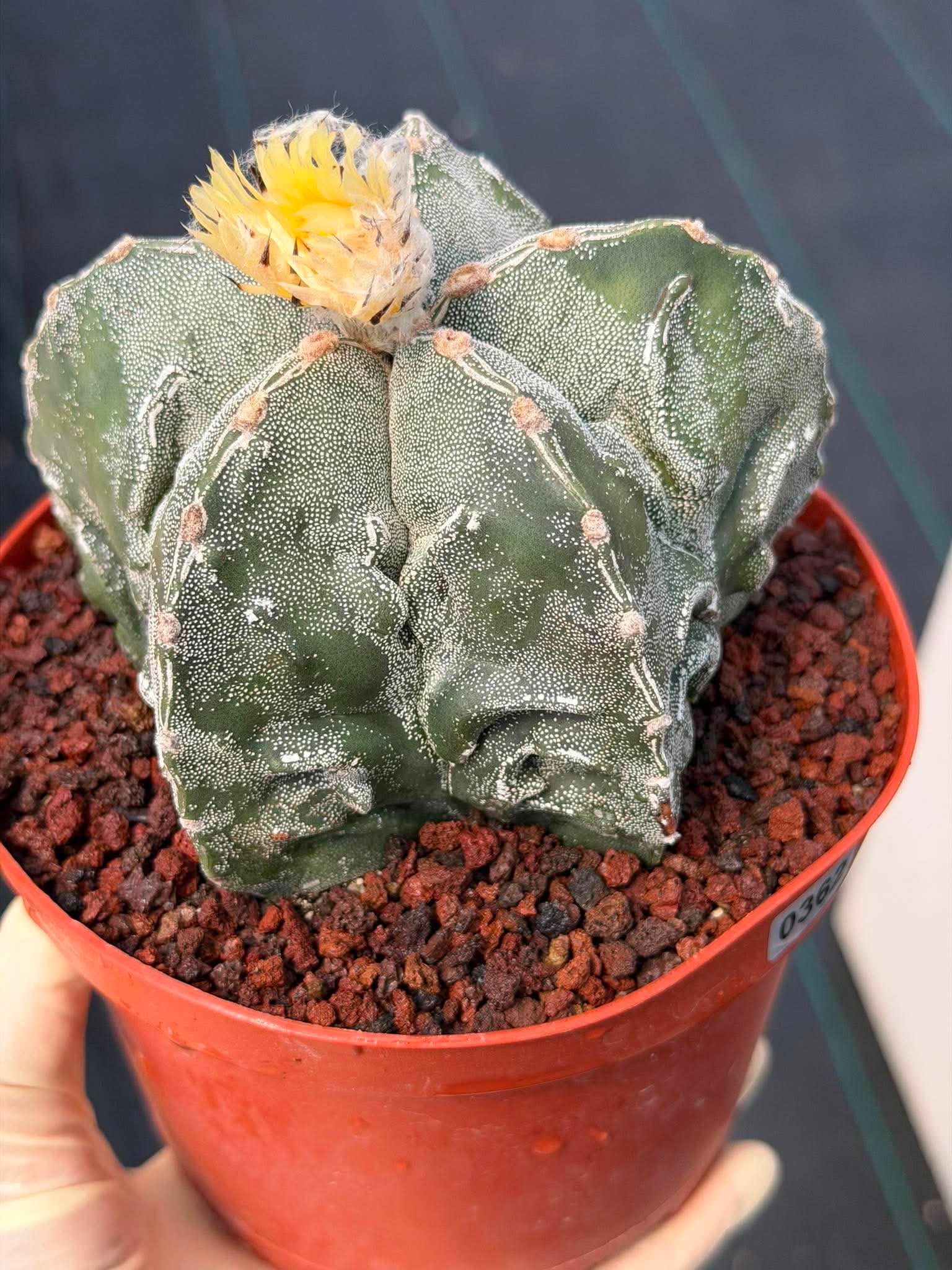 Astrophytum Fukuyu – Seed Grown Collector Cactus (#362)