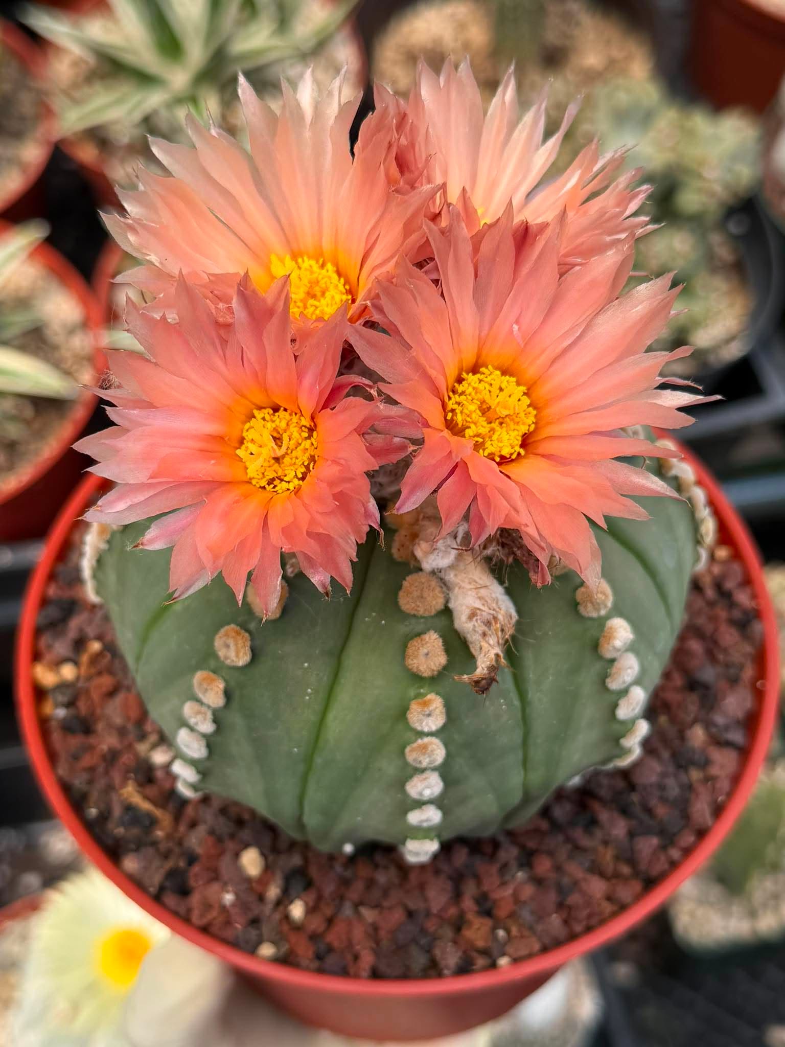 Astrophytum Asterias ‘Rensei’ – Rare Pink Flower Cactus Collector Specimen