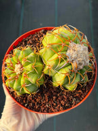 Discocactus Double‑Head #163 – Rare Seed‑Grown Live Cactus