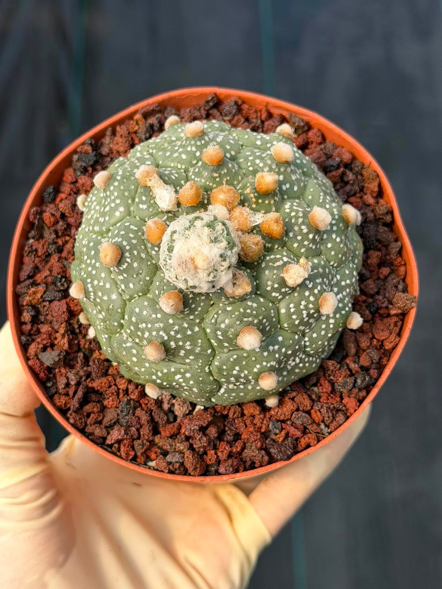Astrophytum Kikko Turtle Form w/ Pup – White Flecks (#372)