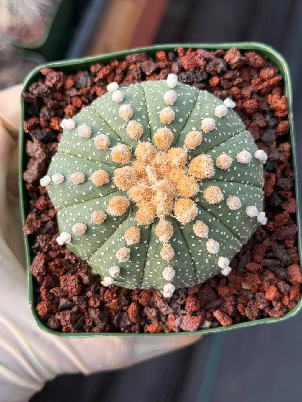Astrophytum Asterias 11‑Rib Seed‑Grown #433 – Rare 3.5'' Pot Cactus | Live Succulent