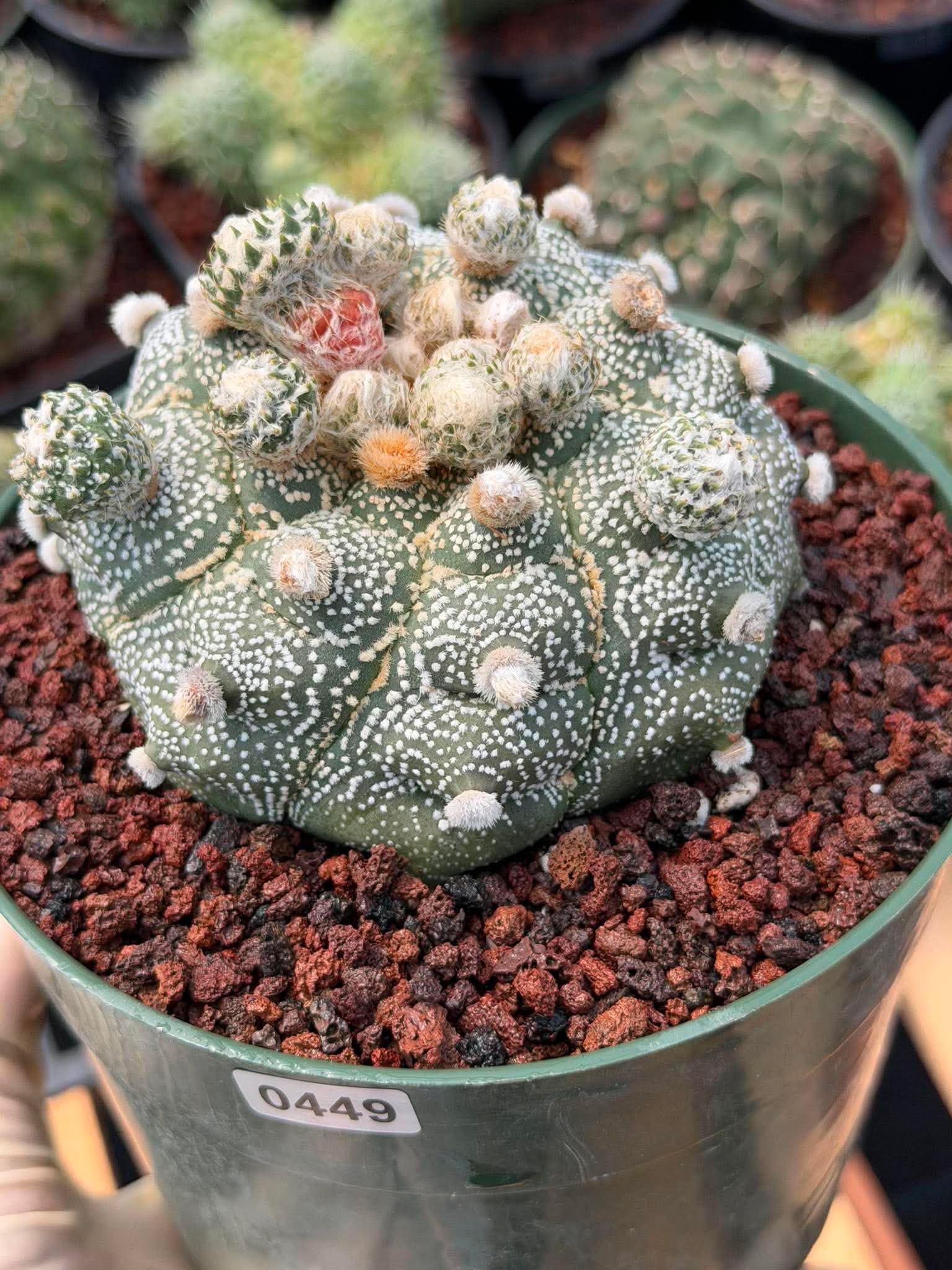 Astrophytum Asterias ‘Asteria’ w/Pups – Rare Collector Cactus #449