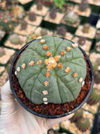 Astrophytum Asterias Fukuryu – Rare 14‑Rib Mutation Cactus