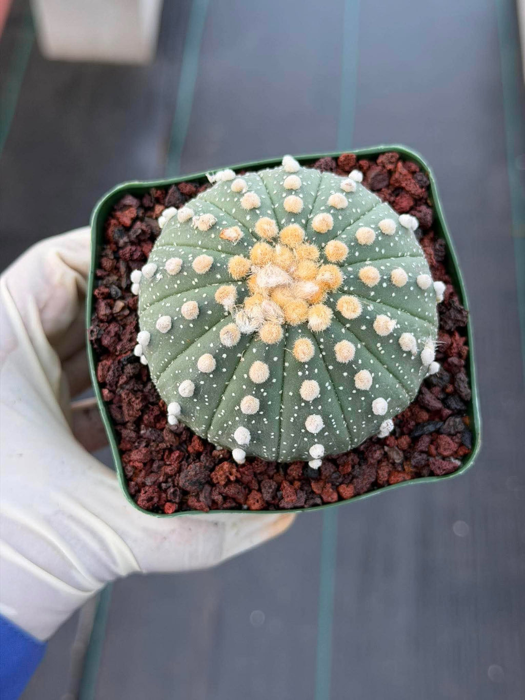 Astrophytum Asterias 13 Ribs — Rare Collector Specimen (#368)