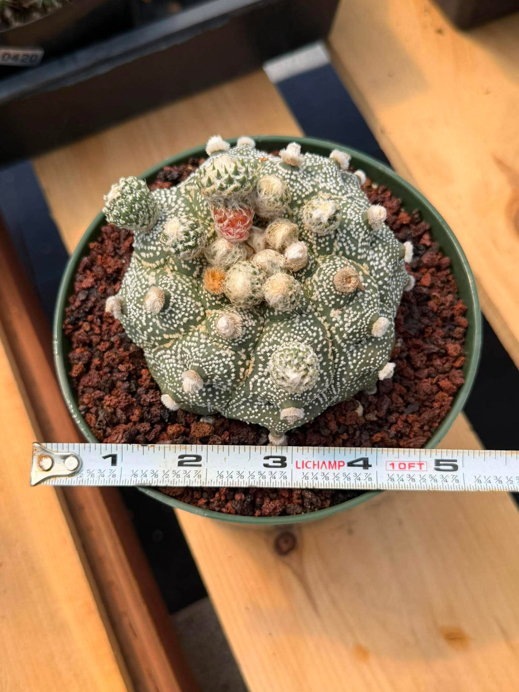 Astrophytum Asterias ‘Asteria’ w/Pups – Rare Collector Cactus #449