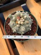 Astrophytum Asterias ‘Asteria’ w/Pups – Rare Collector Cactus #449