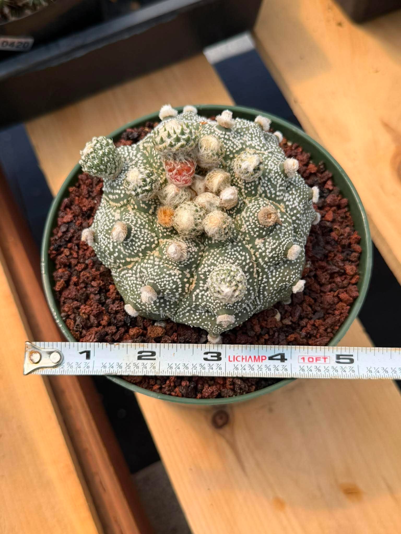 Astrophytum Asterias ‘Asteria’ w/Pups – Rare Collector Cactus #449