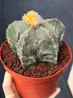 Astrophytum Fukuyu – Seed Grown Collector Cactus (#362)