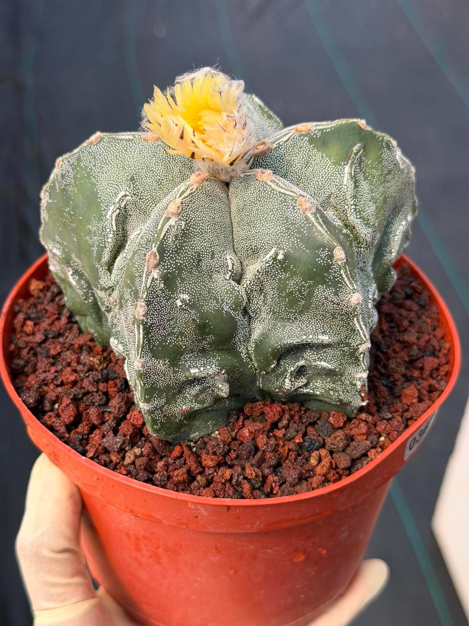 Astrophytum Fukuyu – Seed Grown Collector Cactus (#362)