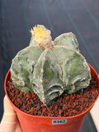 Astrophytum Fukuyu – Seed Grown Collector Cactus (#362)