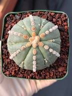 Astrophytum Nudum 6‑Rib Line Form #430 – Rare Seed‑Grown Cactus | Live Succulent