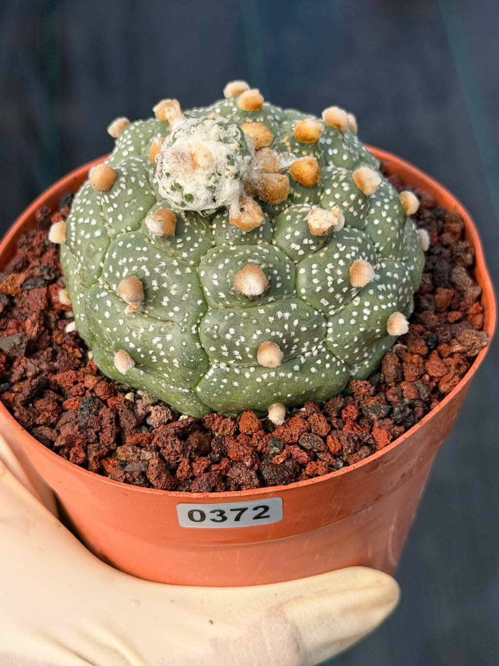 Astrophytum Kikko Turtle Form w/ Pup – White Flecks (#372)