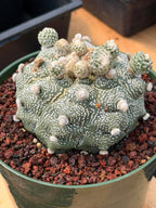 Astrophytum Asterias ‘Asteria’ w/Pups – Rare Collector Cactus #449
