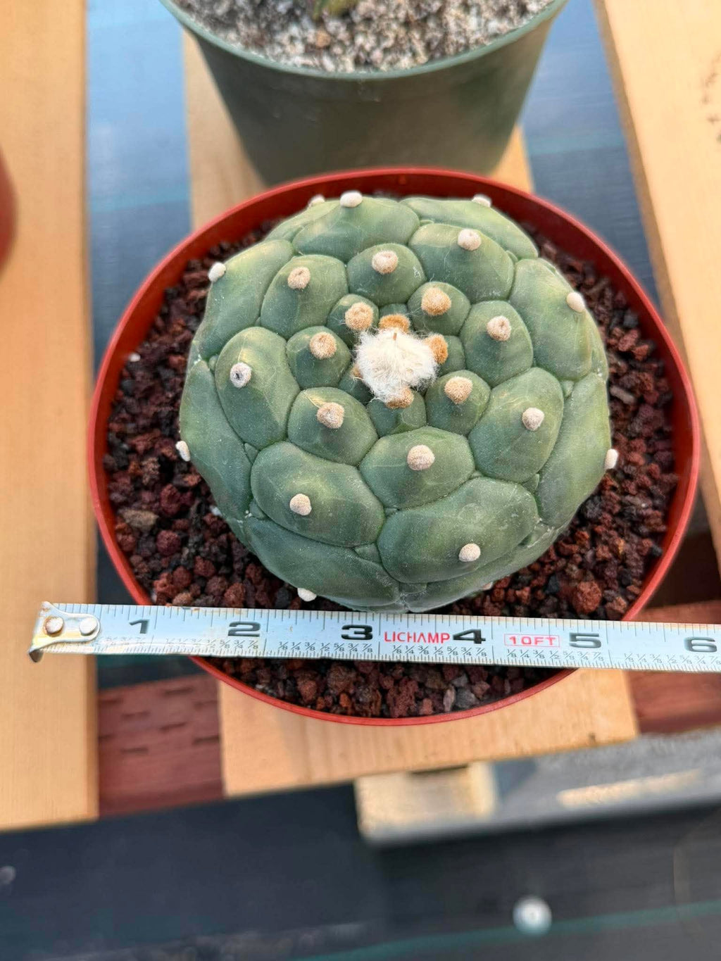 Astrophytum Kikko Turtle Form #251 | Rare Collector Cactus