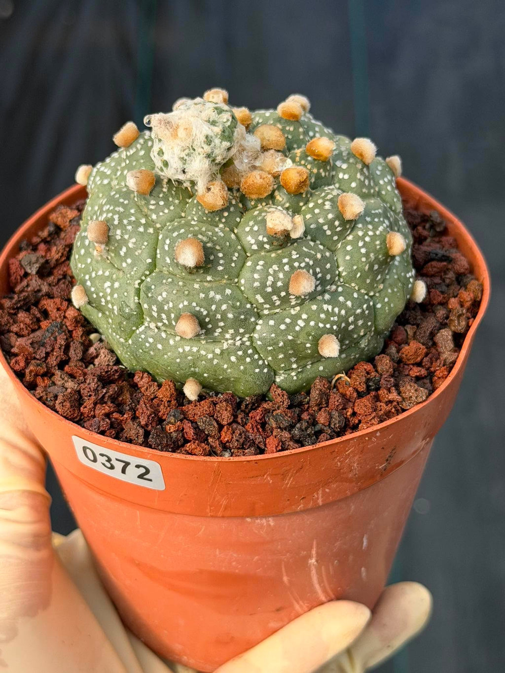 Astrophytum Kikko Turtle Form w/ Pup – White Flecks (#372)