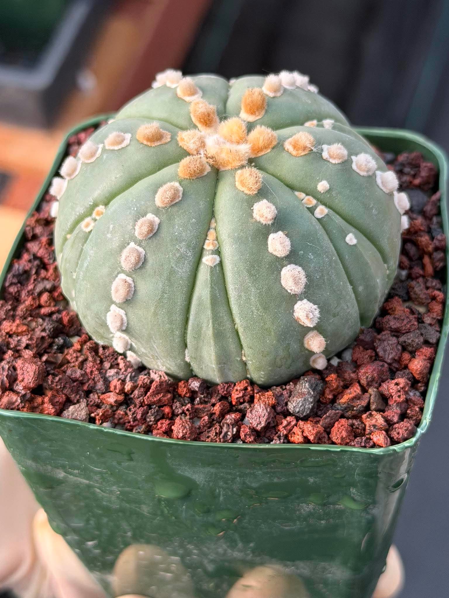 Astrophytum Nudum 6‑Rib Line Form #430 – Rare Seed‑Grown Cactus | Live Succulent