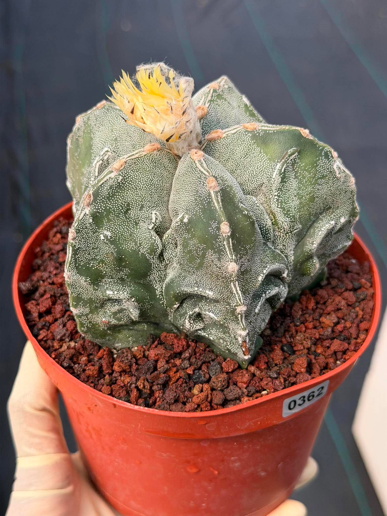 Astrophytum Fukuyu – Seed Grown Collector Cactus (#362)