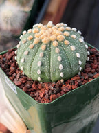 Astrophytum Asterias 11‑Rib Seed‑Grown #433 – Rare 3.5'' Pot Cactus | Live Succulent