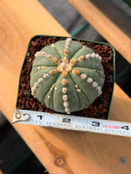 Astrophytum Nudum 6‑Rib Line Form #430 – Rare Seed‑Grown Cactus | Live Succulent