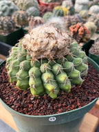 Discocactus Seed‑Grown Specimen #15 – Rare Live Succulent