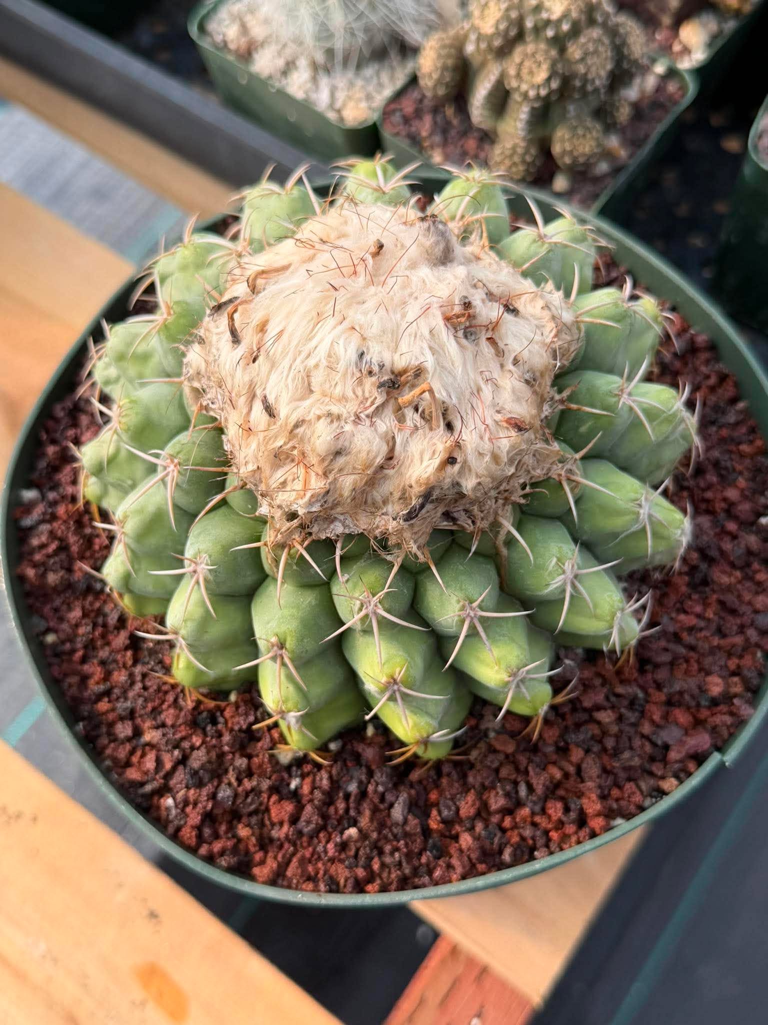 Discocactus Seed‑Grown Specimen #15 – Rare Live Succulent