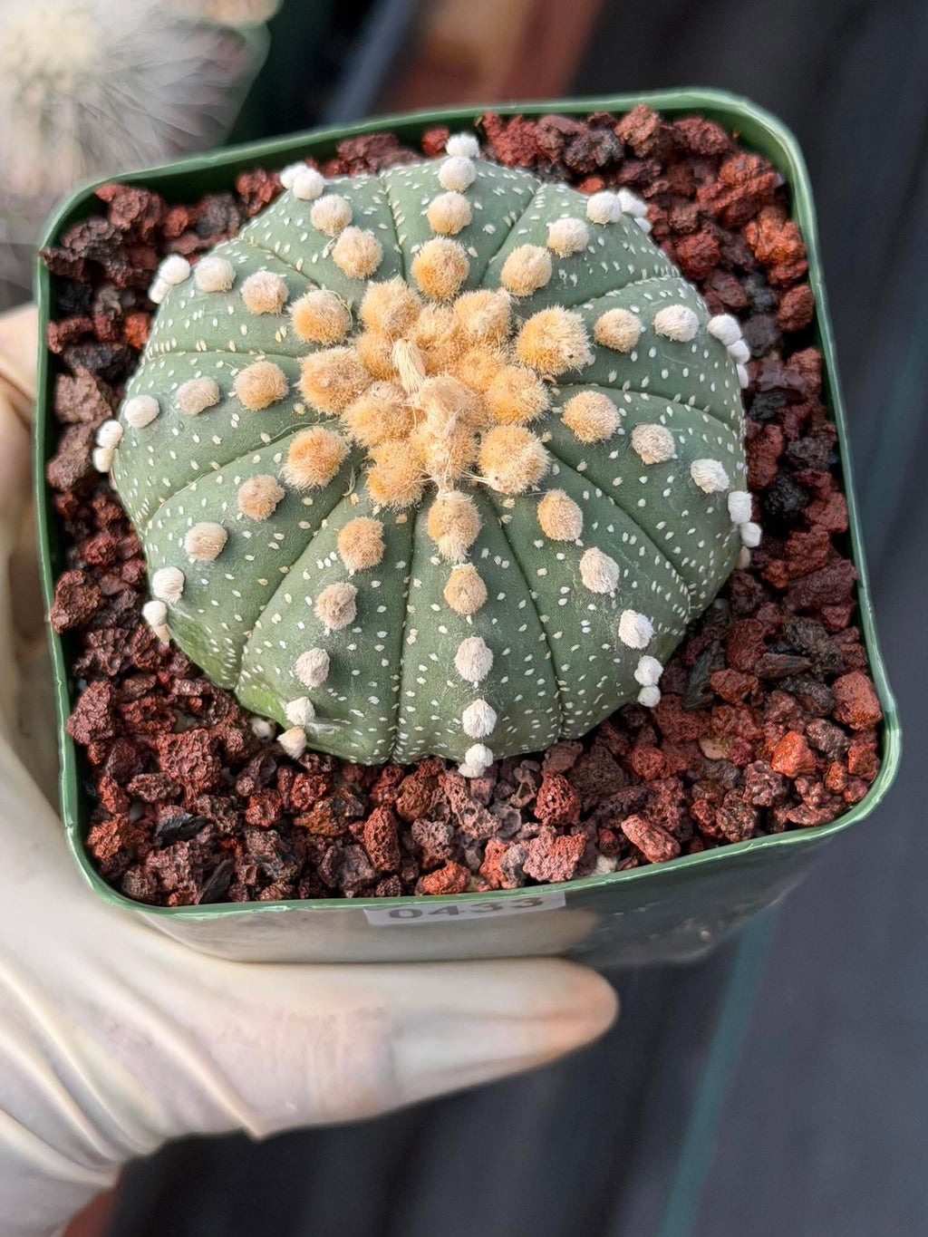 Astrophytum Asterias 11‑Rib Seed‑Grown #433 – Rare 3.5'' Pot Cactus | Live Succulent