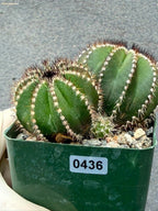 Uebelmannia Pectinifera Cluster #436 — Rare Seed‑Grown Cactus