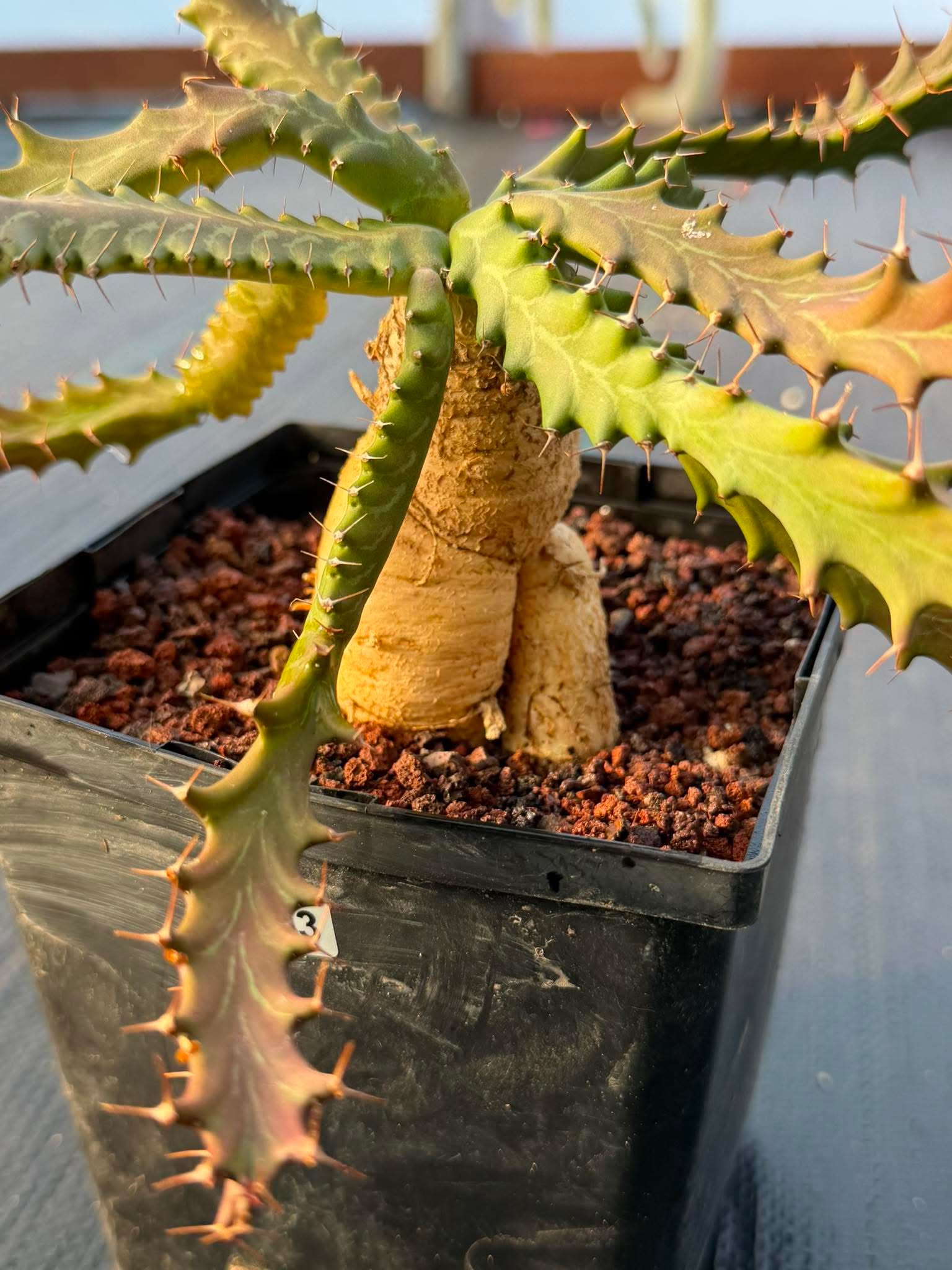 Euphorbia Microcantha #363 – Rare Collector Succulent