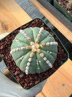 Astrophytum Nudum 6‑Rib Line Form #430 – Rare Seed‑Grown Cactus | Live Succulent